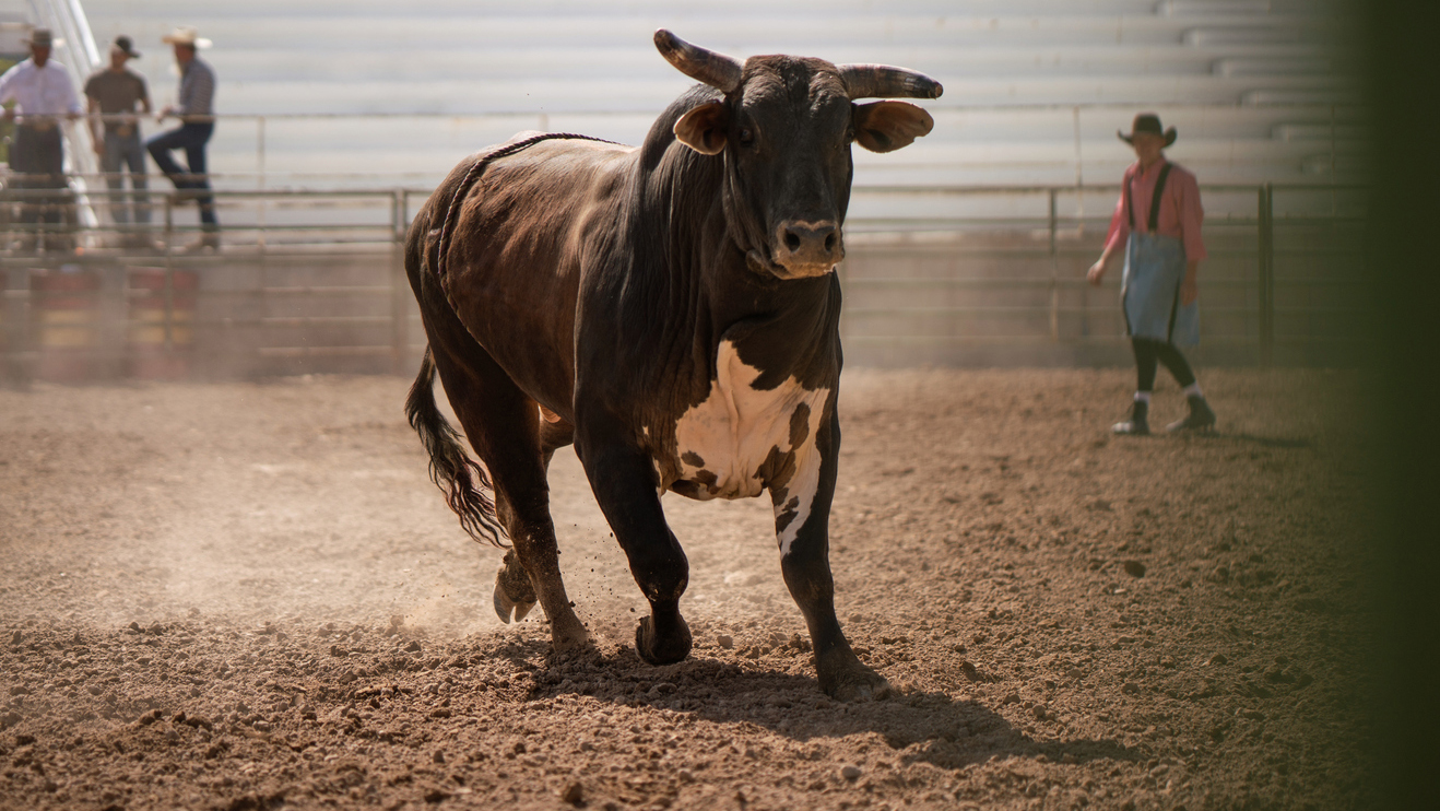 Rodeo bull loose in North Carolina