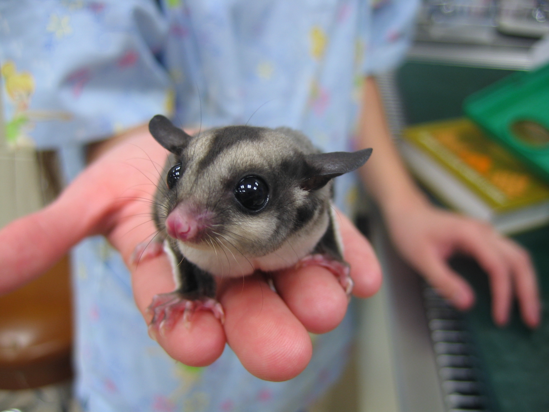 Sugar glider