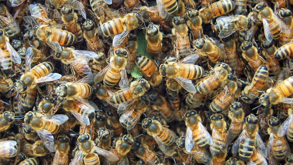5 million bees fall off truck; police recommend drivers to close windows
